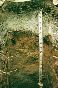 soil-profile