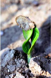 Soil is a provider of life, giving nutrients and structure to hold up plants. Soil testing helps you know how healthy your soil is – and how abundant your crop yield may be. Credit: Asim Biswas 