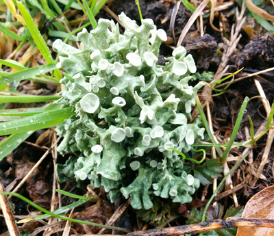 lichen in soil