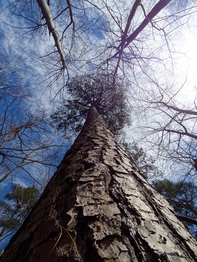 loblolly view up the tree