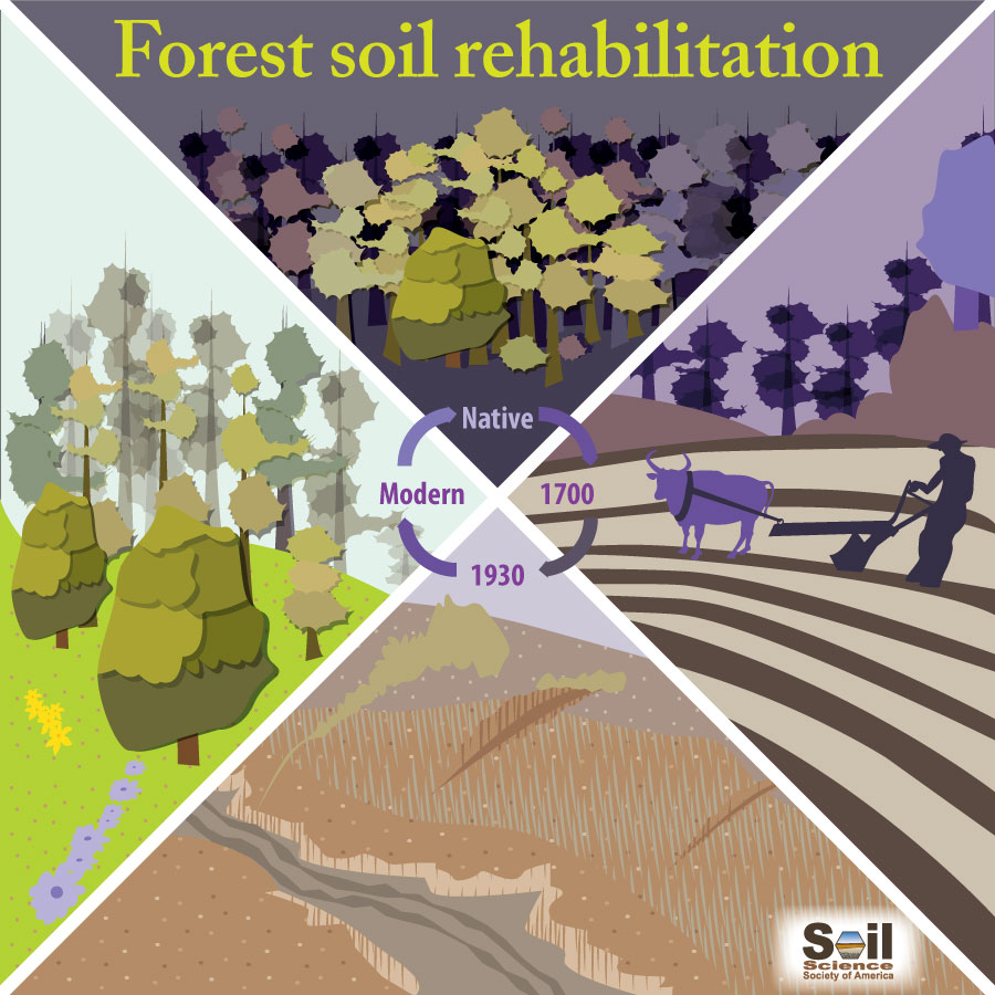 diagram of forest soil rehabilitation