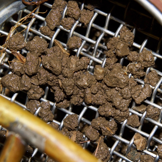 wire mesh sieve that has small brown clumps of soil