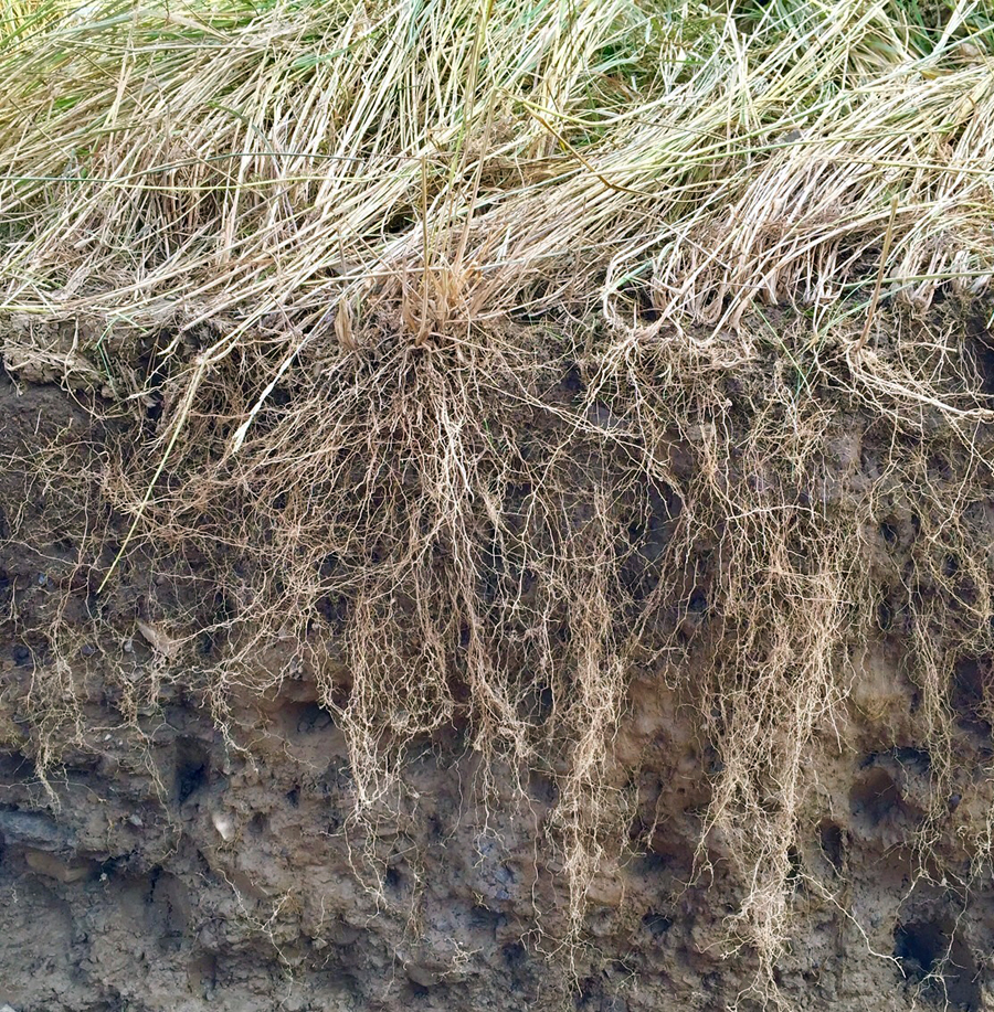 dark soil with long roots from grass above