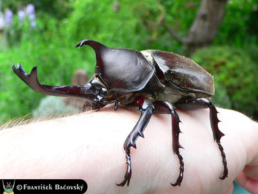 gran escarabajo pelotero del tamaño de la mitad de una mano humana
