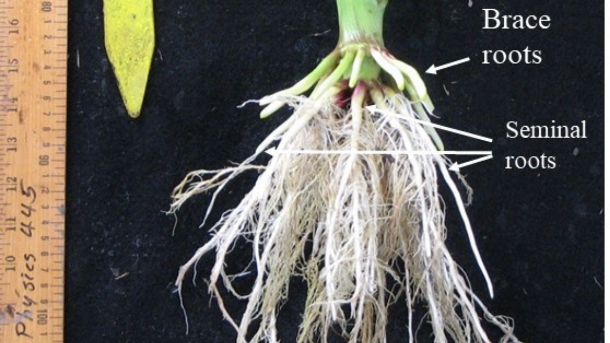 Newswise: How do different root structures affect soil?