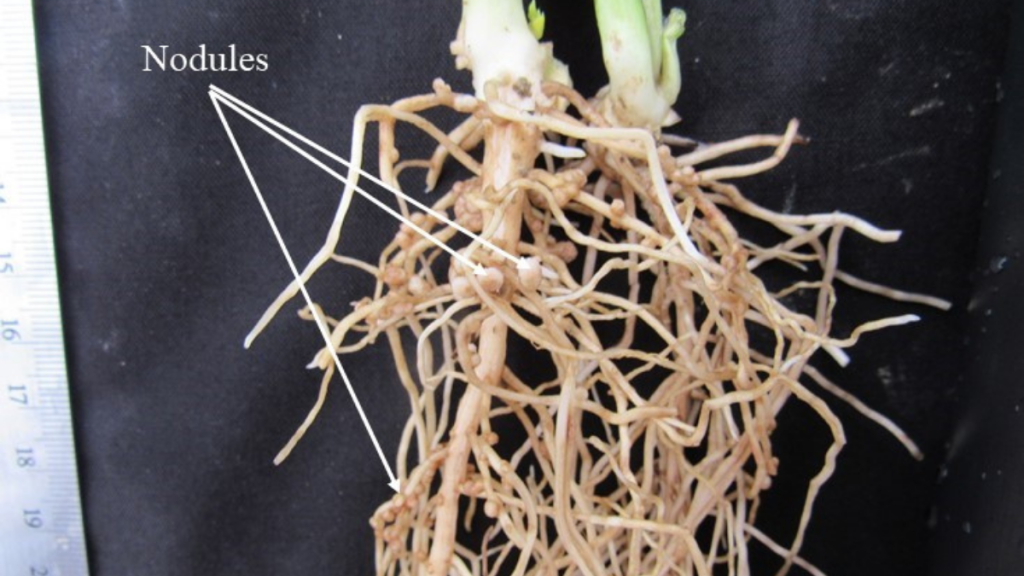 fava bean plant roots and ruler with nodules labeled