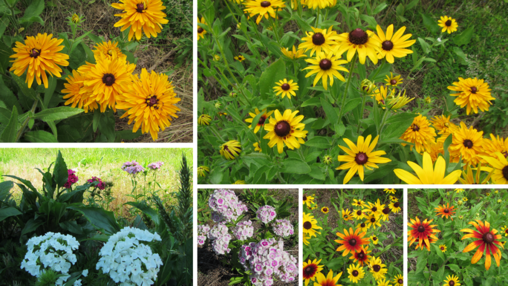 six photos of different types of wildflowers. wildflowers benefit pollinators and the environment