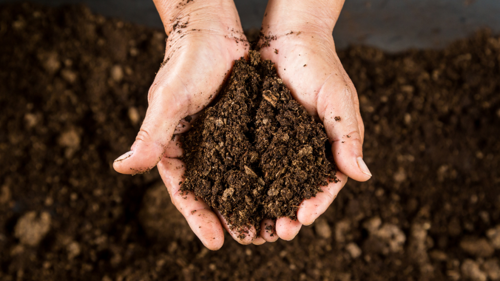 hands holding clump of soil