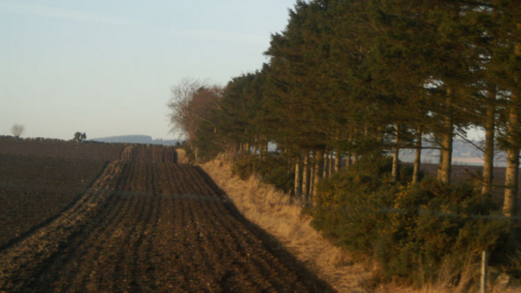field of soil and long windbreak consisting of wall of trees, shrubs and small hill