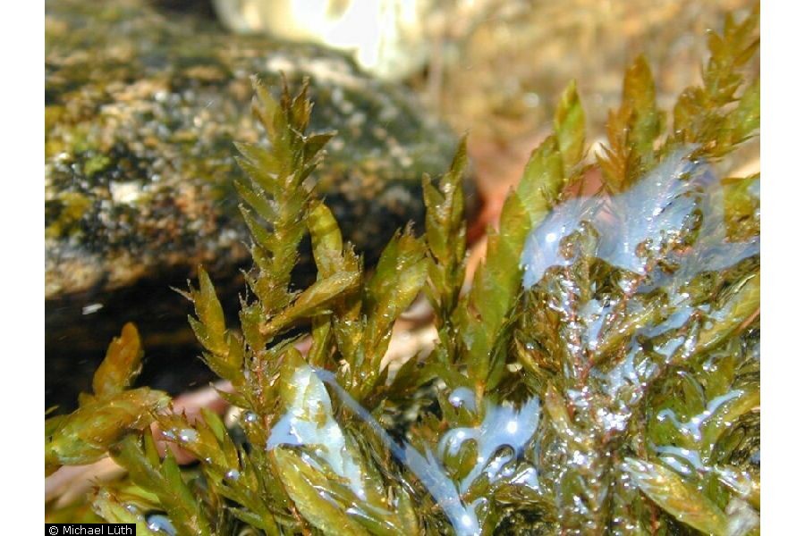 willow moss plant with leaves covered in water