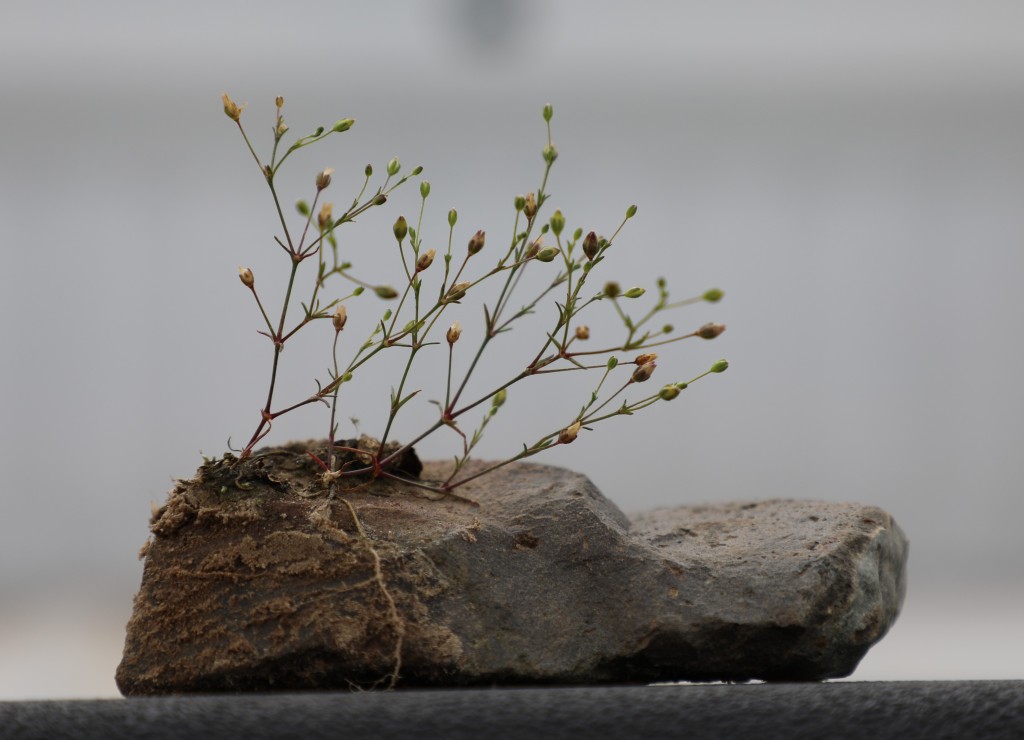 small plant growing out of small rock
