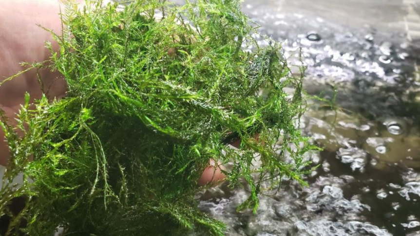 Can moss help clean up waterways?