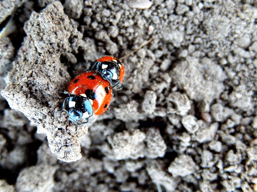 Two lady bugs sitting on soil particles clumped together
