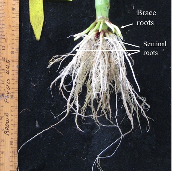 Corn roots next to ruler to compare size